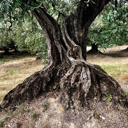 oude olijfboom